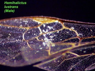 Hemihalictus lustrans, male, wing