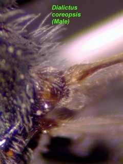 Lasioglossum coreopsis, male, face