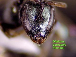 Lasioglossum coreopsis, female, mandible