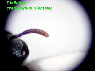 Lasioglossum creberrimum, female, antenna