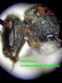 Lasioglossum creberrimum, female, frontleg
