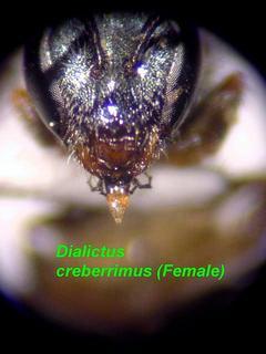 Lasioglossum creberrimum, female, mandible