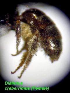 Lasioglossum creberrimum, female, mid rear legs