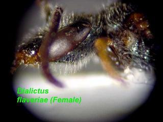 Lasioglossum flaveriae, female, cheek