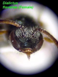 Lasioglossum flaveriae, female, face