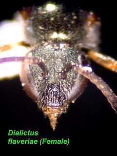 Lasioglossum flaveriae, female, face