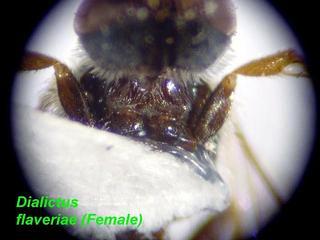 Lasioglossum flaveriae, female, front trochanter
