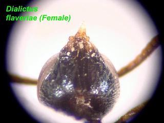 Lasioglossum flaveriae, female, hypostomal carina