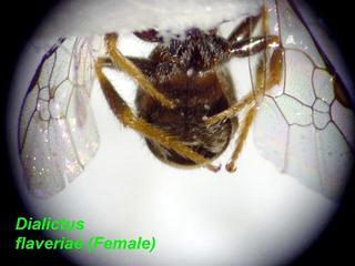 Lasioglossum flaveriae, female, legs