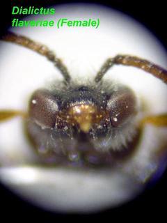 Lasioglossum flaveriae, female, mandibles