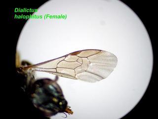 Lasioglossum halophitus, female, wing