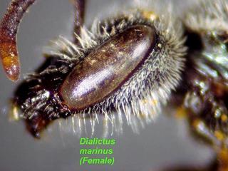 Lasioglossum marinum, female, face side