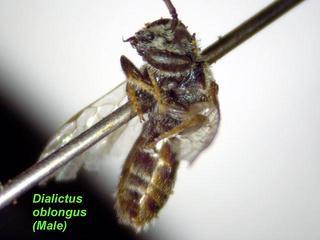 Lasioglossum oblongum, male, below