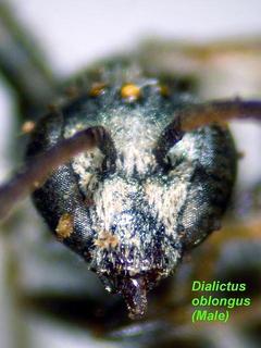 Lasioglossum oblongum, male, face
