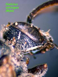 Lasioglossum oblongum, male, face side