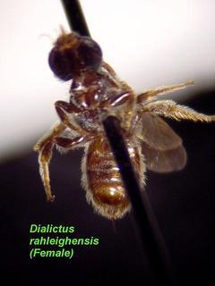 Lasioglossum raleighense, female, below