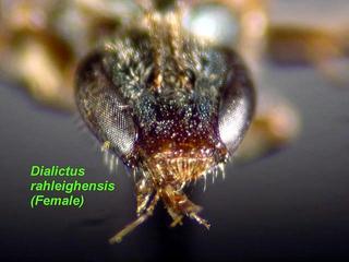 Lasioglossum raleighense, female, clypeus