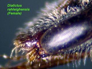 Lasioglossum raleighense, female, clypeus side