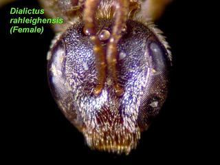 Lasioglossum raleighense, female, face