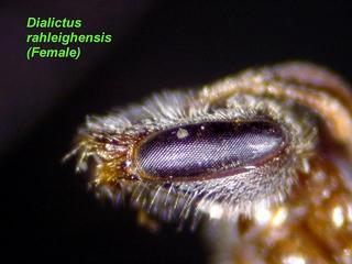 Lasioglossum raleighense, female, face side