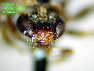 Lasioglossum raleighense, female, labrum