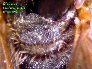 Lasioglossum raleighense, female, scutellum close