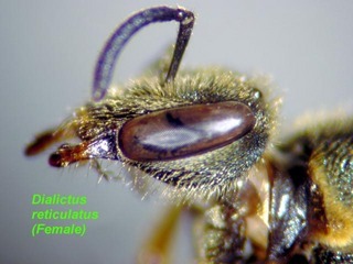 Lasioglossum reticulatum, female, face side