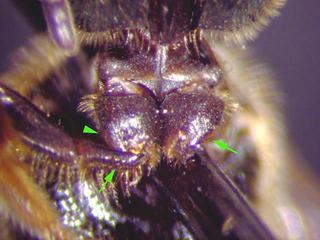 Lasioglossum reticulatum, female, front coxa trochanter
