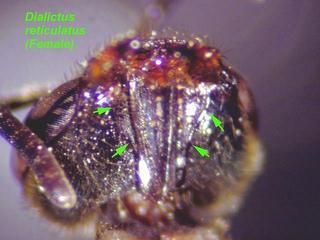 Lasioglossum reticulatum, female, hypostome excavation