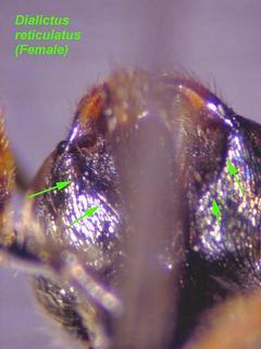 Lasioglossum reticulatum, female, hypostome excavation