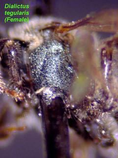 Lasioglossum tegulare, female, mesepisternum side