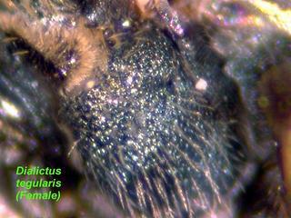 Lasioglossum tegulare, female, mesepisternum side close
