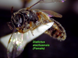 Lasioglossum alachuense, female, below