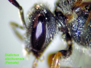 Lasioglossum alachuense, female, face side