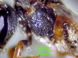 Lasioglossum alachuense, female, mesepisternum side