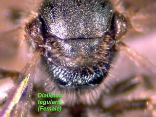 Lasioglossum tegulare, female, propodeum top