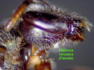 Lasioglossum versatum, female, face side
