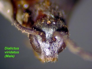 Lasioglossum viridatum, male, face