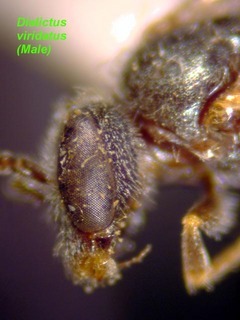 Lasioglossum viridatum, male, face side