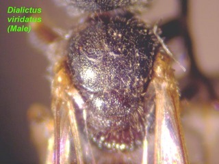 Lasioglossum viridatum, male, scutum
