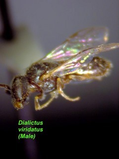 Lasioglossum viridatum, male, side