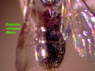 Lasioglossum viridatum, male, terga top