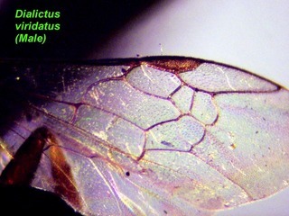 Lasioglossum viridatum, male, wing