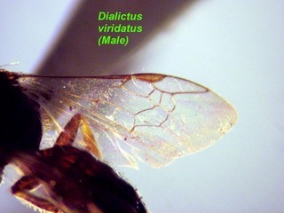 Lasioglossum viridatum, male, wing