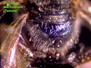 Lasioglossum alachuense, female, propodeum top