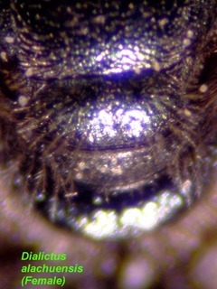 Lasioglossum alachuense, female, scutellum
