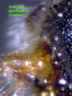 Lasioglossum alachuense, female, tegulae