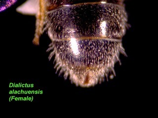 Lasioglossum alachuense, female, terga