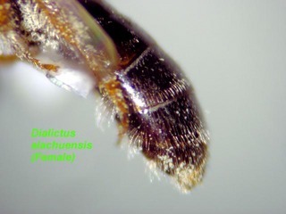 Lasioglossum alachuense, female, terga side