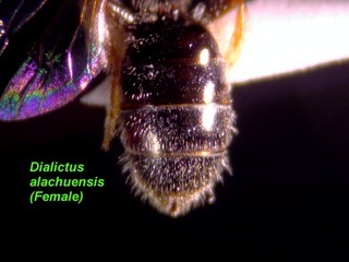 Lasioglossum alachuense, female, terga top